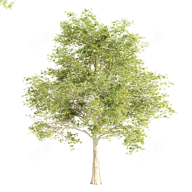  Evergreen Trio: 10m Sorrel, 8.4m Katsura & 9.3m Beech Trees 3D model image 2