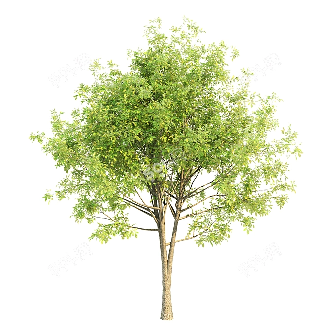  Evergreen Trio: 10m Sorrel, 8.4m Katsura & 9.3m Beech Trees 3D model image 4