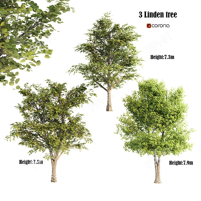 Lush Linden Tree Trio 3D model image 1