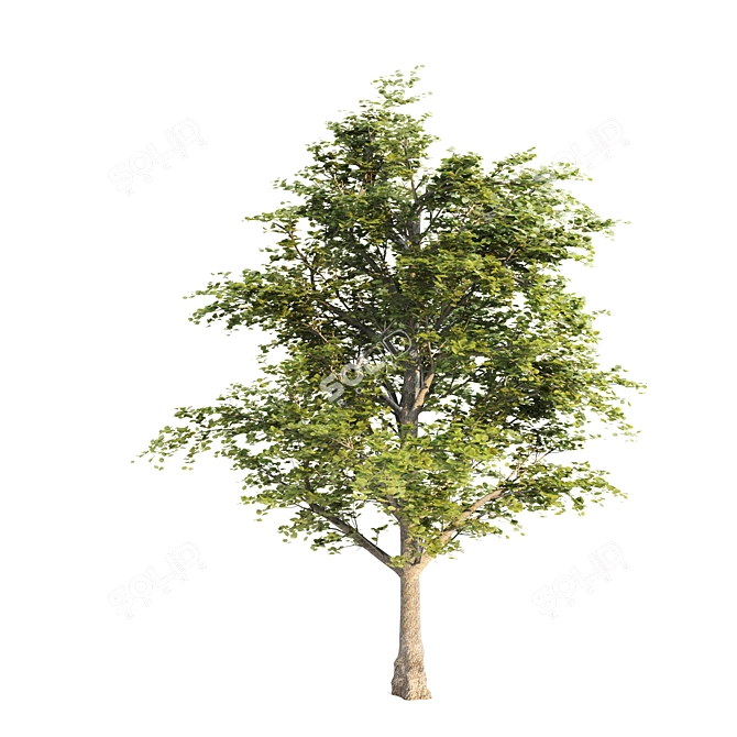 Lush Linden Tree Trio 3D model image 3