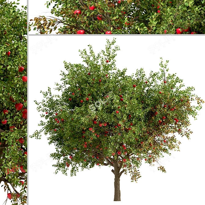 Dual Apple Tree Set 3D model image 6
