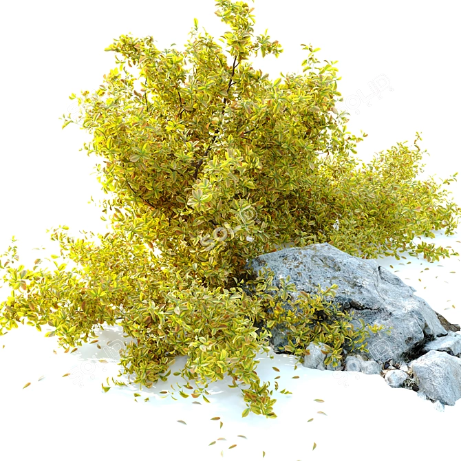 Golden Euonymus Bush: Vibrantly Golden Foliage & Natural Rock Accents 3D model image 2