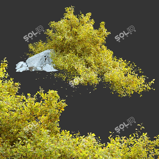 Golden Euonymus Bush: Vibrantly Golden Foliage & Natural Rock Accents 3D model image 3