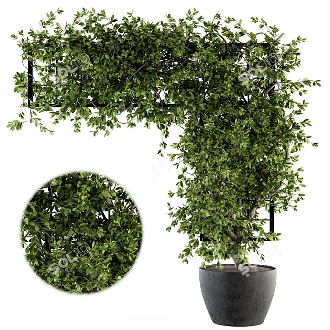 Ivy4Ever - Outdoor Plant Set 3D model image 1