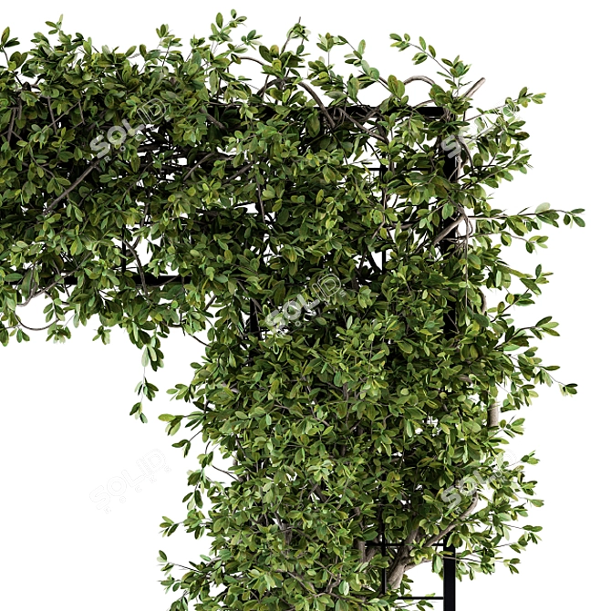 Ivy4Ever - Outdoor Plant Set 3D model image 4