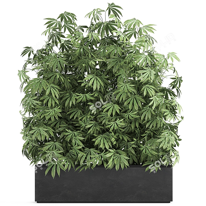 Black Pot Cannabis Collection 3D model image 1