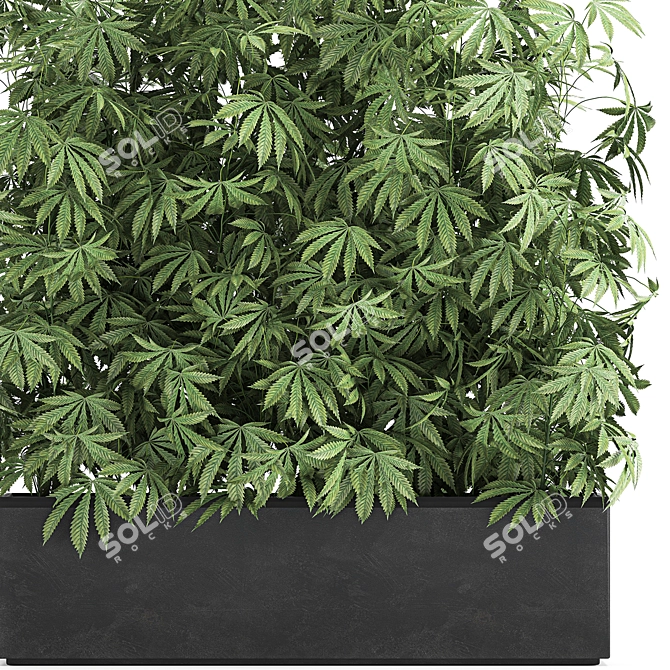 Black Pot Cannabis Collection 3D model image 4