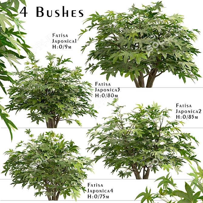 Versatile Set of Fatsia Japonica Bushes 3D model image 1