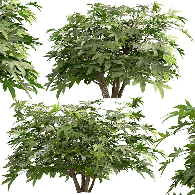 Versatile Set of Fatsia Japonica Bushes 3D model image 2