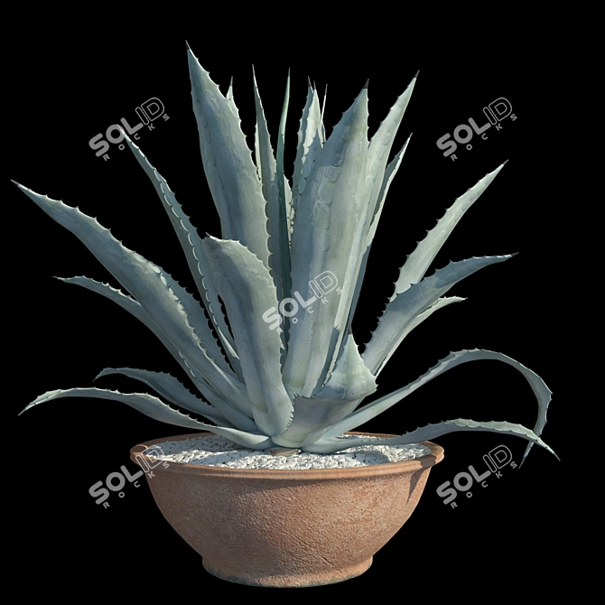 Title: American Blue Agave: Stunning Potted Plant 3D model image 3