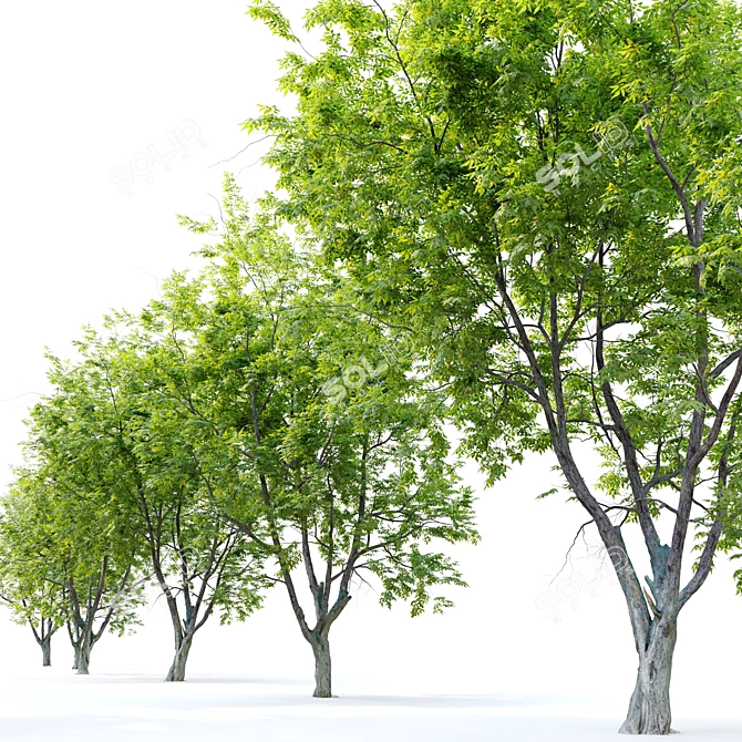 Marshall Green Ash: Seedless Fraxinus 3D model image 2