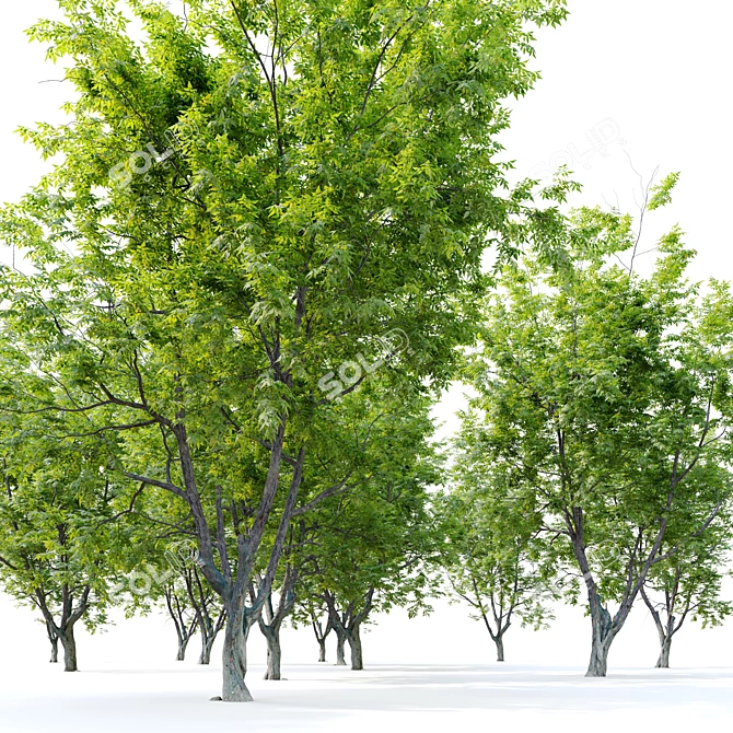 Marshall Green Ash: Seedless Fraxinus 3D model image 4