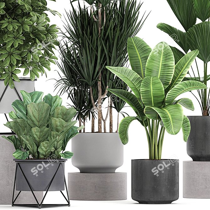 Exotic Plant Collection: Schefflera, Banana Palm & More 3D model image 2