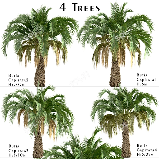 Premium Set of Butia Capitata Trees 3D model image 1