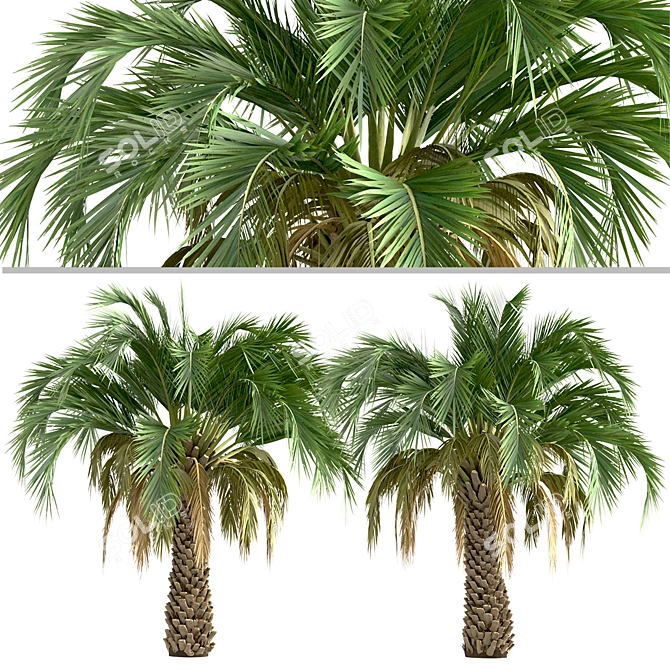 Premium Set of Butia Capitata Trees 3D model image 3