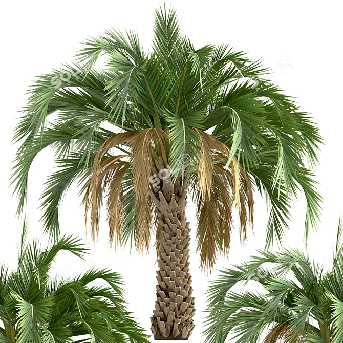 Premium Set of Butia Capitata Trees 3D model image 4