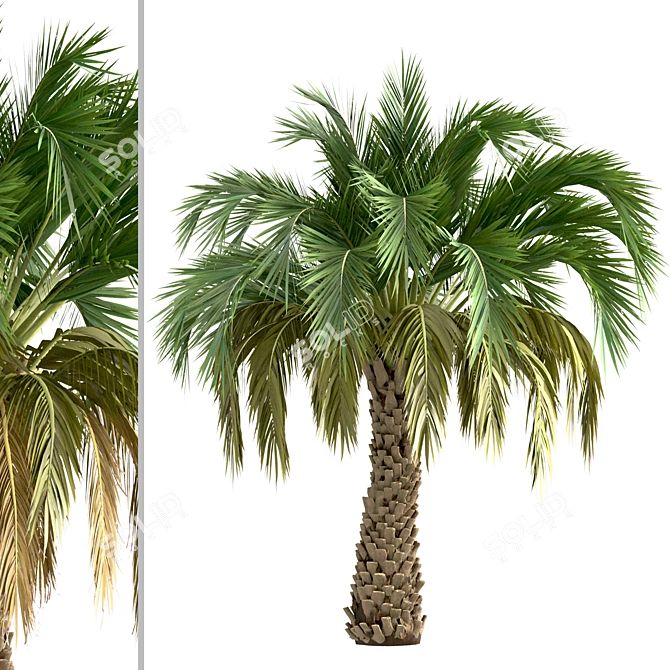 Premium Set of Butia Capitata Trees 3D model image 5