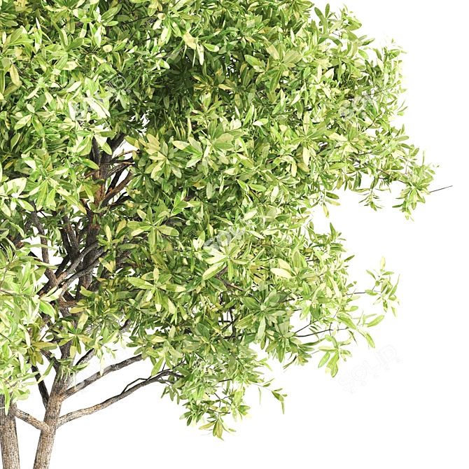 Live Oak 3D Model with Textures 3D model image 4