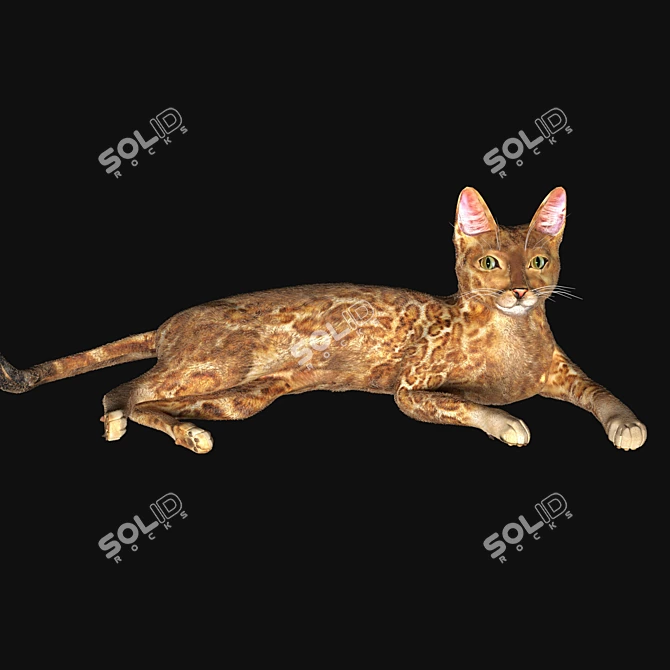 BengalCat: Hair & Fur, 2014 Version 3D model image 4