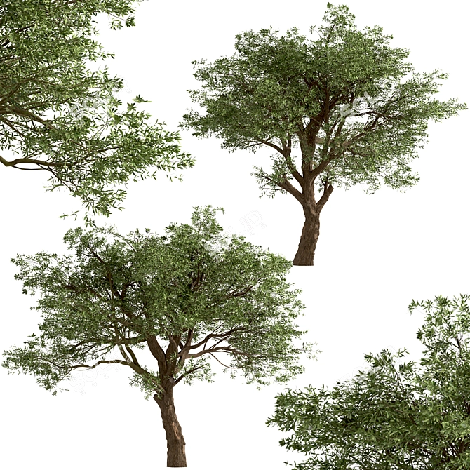 Mediterranean Treasure: Set of 2 Olive Trees 3D model image 2