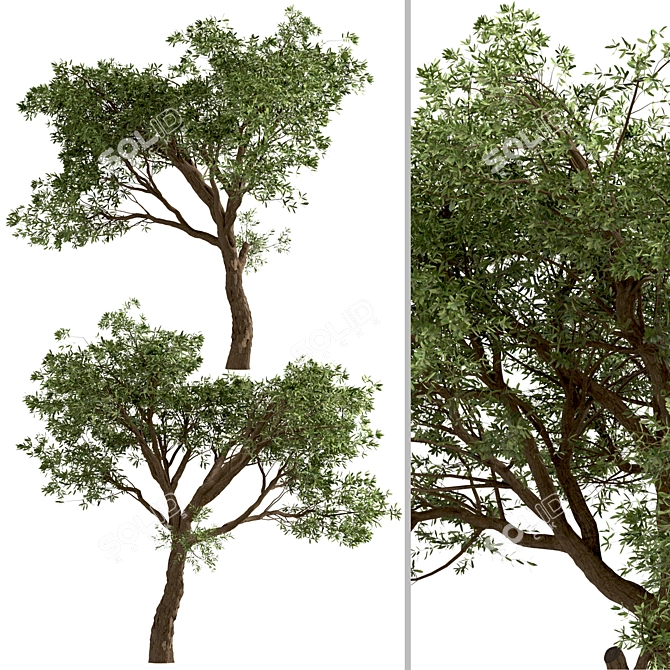 Mediterranean Treasure: Set of 2 Olive Trees 3D model image 4