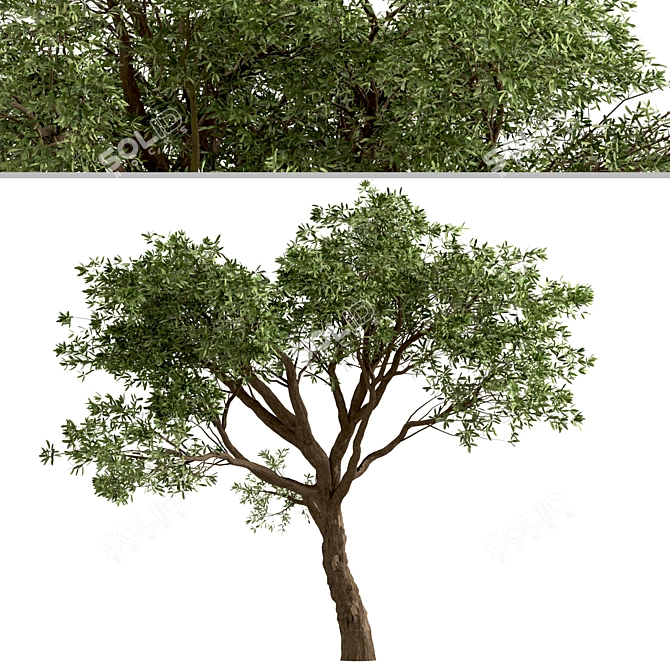 Mediterranean Treasure: Set of 2 Olive Trees 3D model image 5