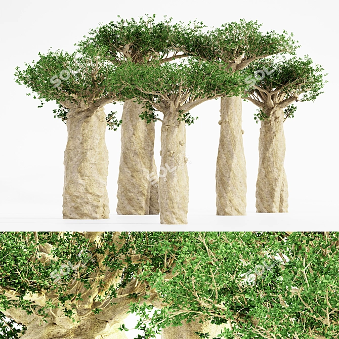 Tropical Baobab Jungle: 5 Majestic Trees 3D model image 1