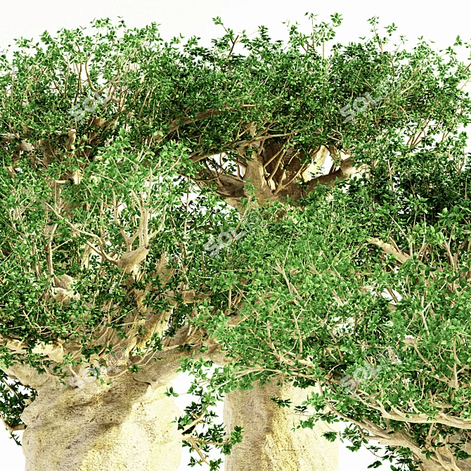 Tropical Baobab Jungle: 5 Majestic Trees 3D model image 2