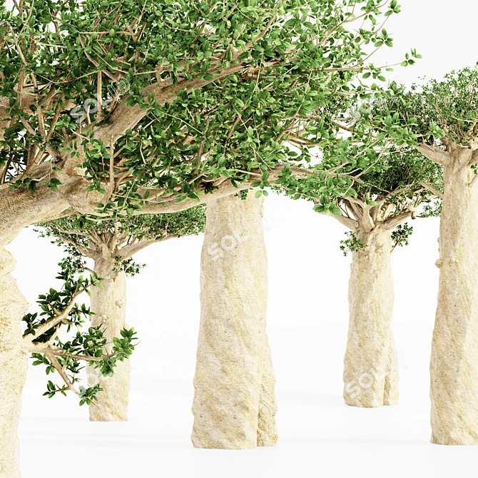 Tropical Baobab Jungle: 5 Majestic Trees 3D model image 3
