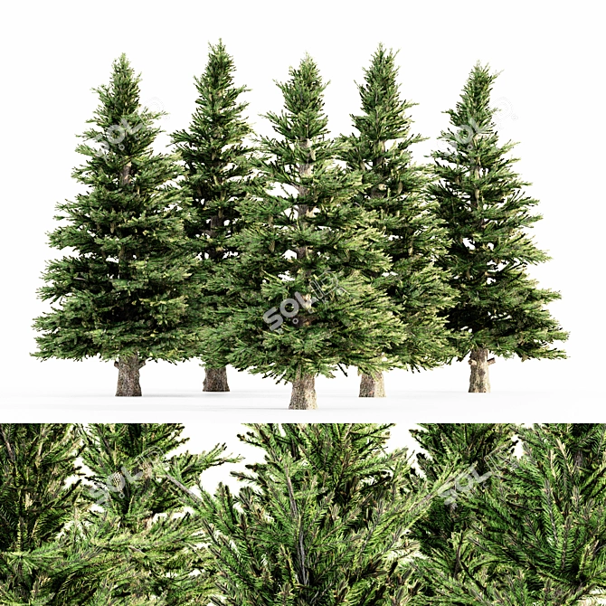 Tall Norway Spruce Bundle 3D model image 1