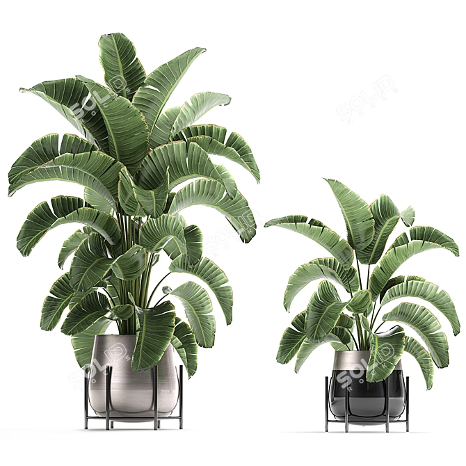 Title: Tropical Plant Collection: Banana Palm, Ravenala, Strelitzia 3D model image 3