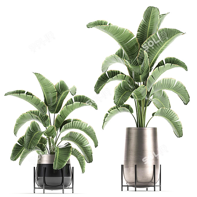 Title: Tropical Plant Collection: Banana Palm, Ravenala, Strelitzia 3D model image 4