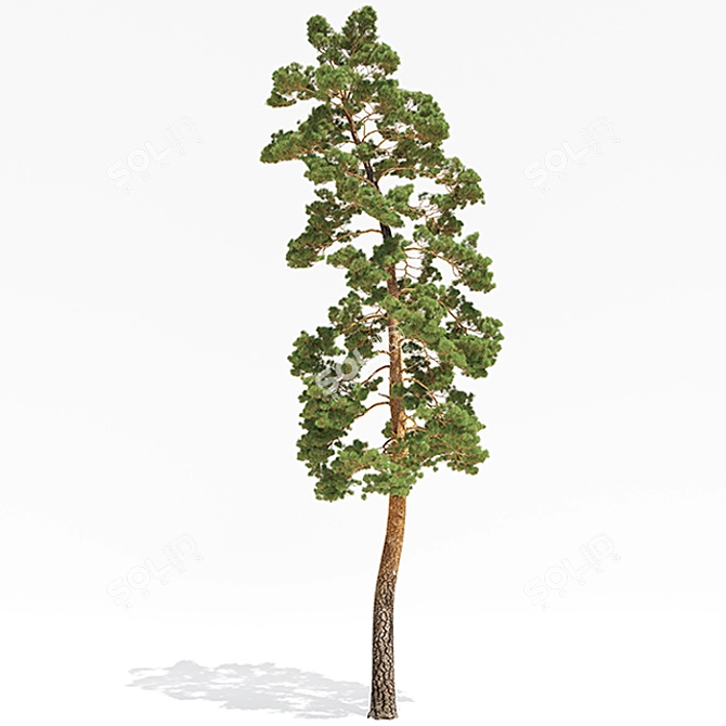 Towering Pinus: 13.5m Pine Tree 3D model image 1