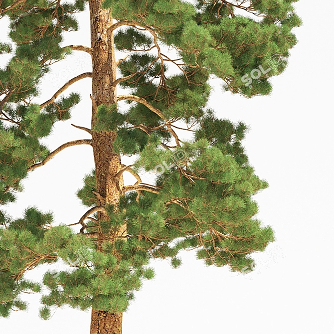 Towering Pinus: 13.5m Pine Tree 3D model image 2