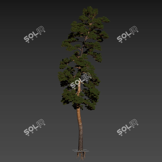 Towering Pinus: 13.5m Pine Tree 3D model image 3