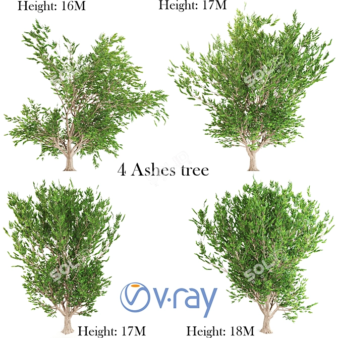 Evergreen Ash Tree: Beautiful & Low-Maintenance 3D model image 1