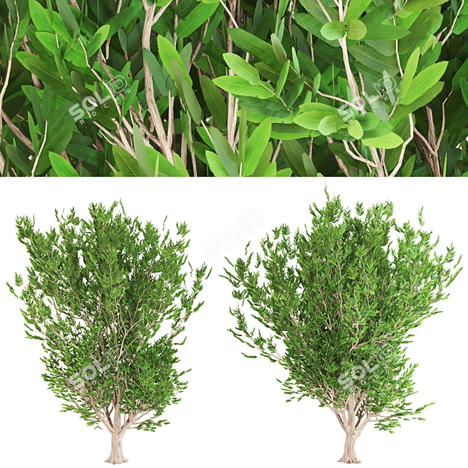 Evergreen Ash Tree: Beautiful & Low-Maintenance 3D model image 2