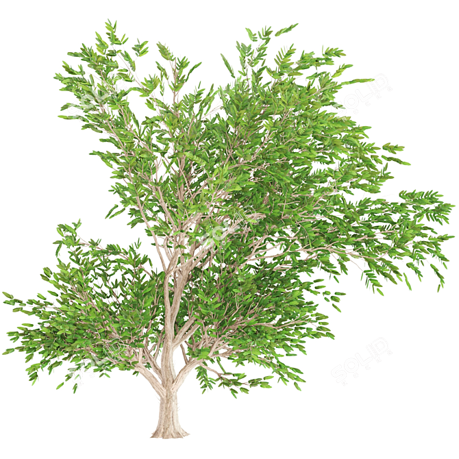 Evergreen Ash Tree: Beautiful & Low-Maintenance 3D model image 3
