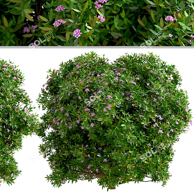 Fragrant Daphne Odora - Winter Blooms 3D model image 3