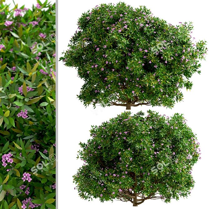 Fragrant Daphne Odora - Winter Blooms 3D model image 4