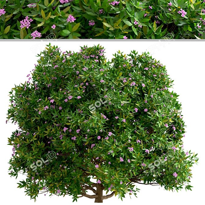 Fragrant Daphne Odora - Winter Blooms 3D model image 5