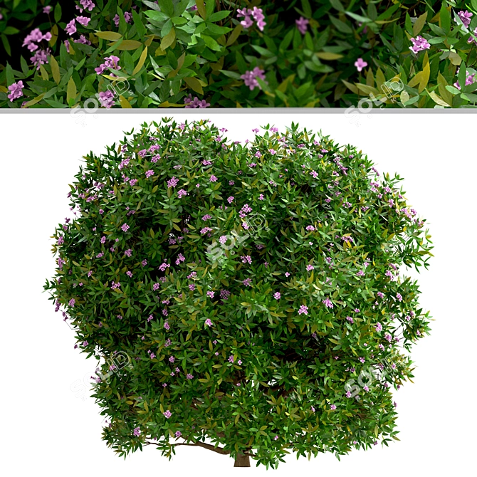 Fragrant Daphne Odora - Winter Blooms 3D model image 6