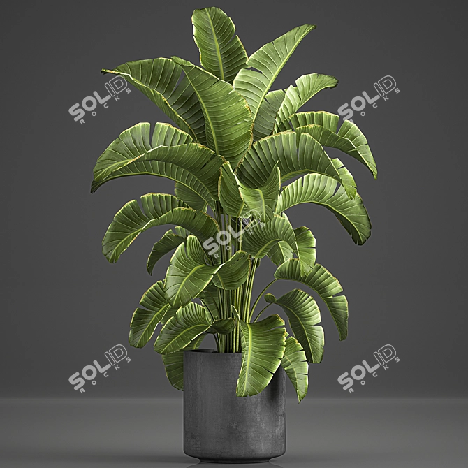 Tropical Plant Collection: Banana Palm, Ravenala, Strelitzia 3D model image 1