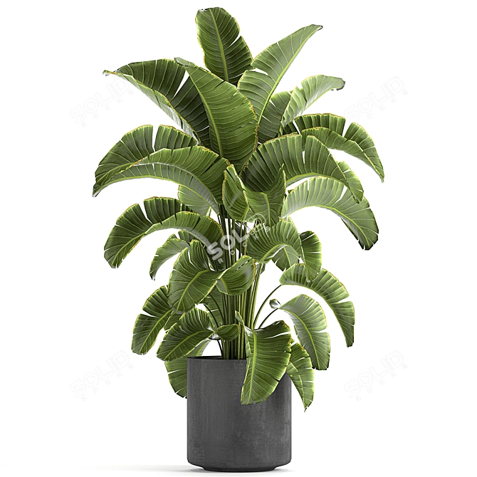 Tropical Plant Collection: Banana Palm, Ravenala, Strelitzia 3D model image 2