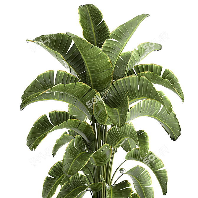 Tropical Plant Collection: Banana Palm, Ravenala, Strelitzia 3D model image 3