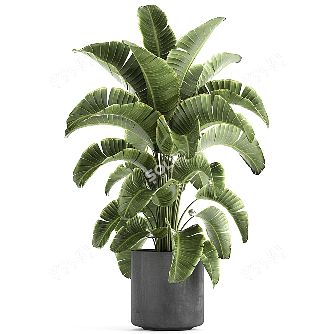 Tropical Plant Collection: Banana Palm, Ravenala, Strelitzia 3D model image 6