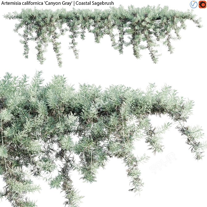 Coastal Sagebrush - 3D Model Archive 3D model image 1