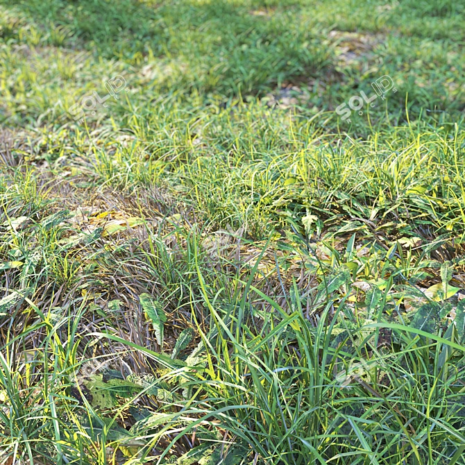 Natural Meadow with Plants & Stump 3D model image 5