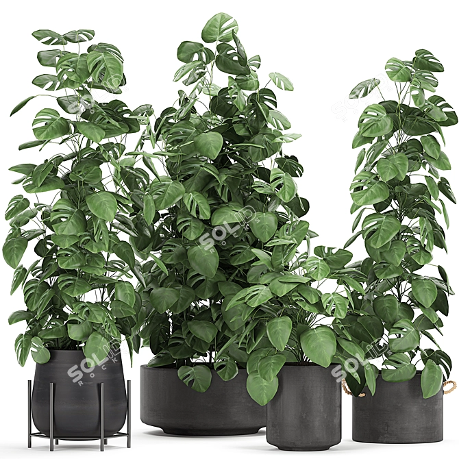 Exotic Plant Collection for Indoor and Outdoor Spaces 3D model image 1