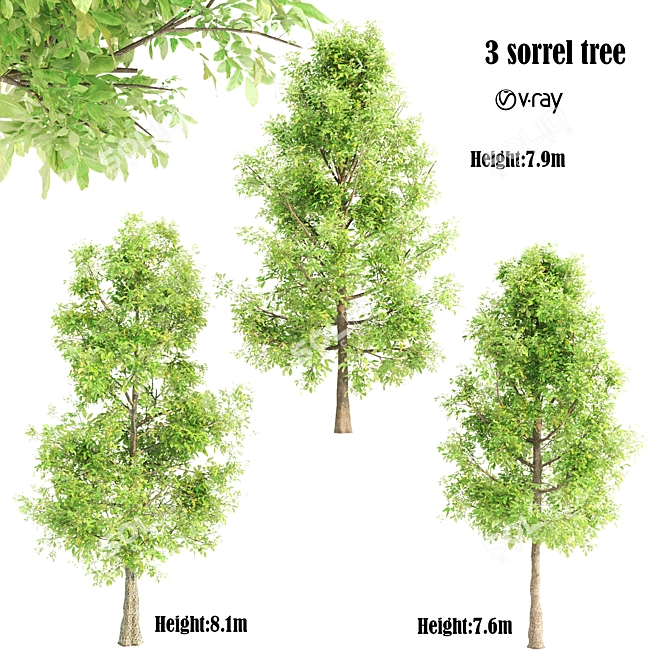 Lush Sorrel Trees: 3 Varieties 3D model image 1